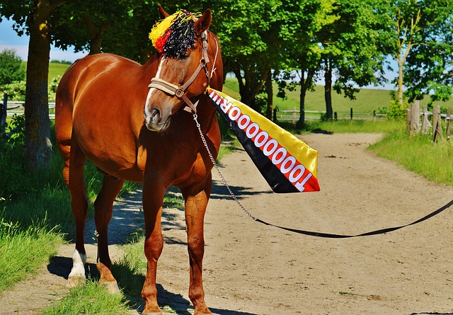 一个鲜明的 一个鲜明的